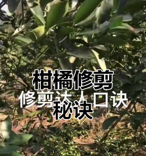 柑橘园艺技巧：正确修剪枝条的方法与要点