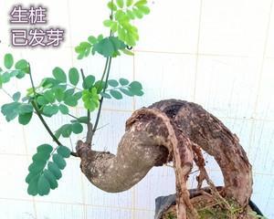 香树生桩怎么种植方法