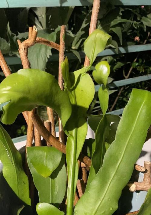 花怎么修剪枝干：详尽指南助您打造健康植株