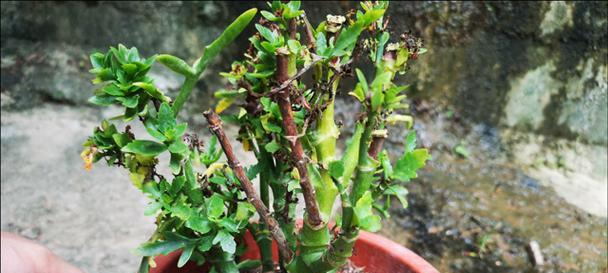 花怎么修剪枝干：详尽指南助您打造健康植株