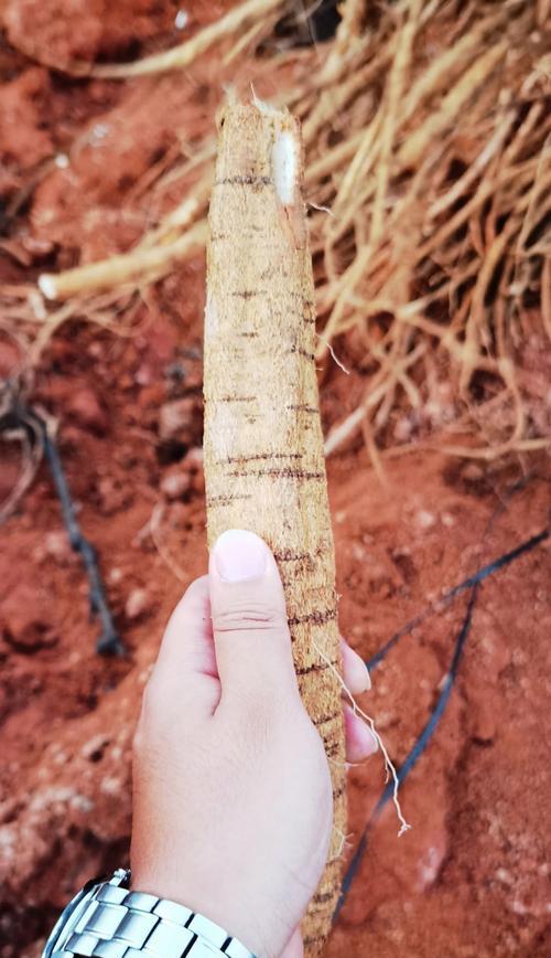 牛大力的种植方法：一文读懂如何种植这种珍贵药材
