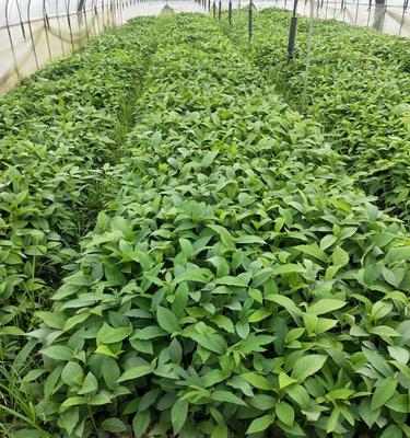 牛大力的种植方法：一文读懂如何种植这种珍贵药材