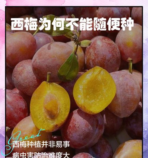 西梅怎么催芽最好