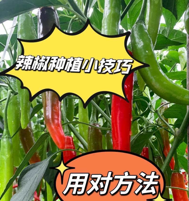 种植技巧：如何有效地催芽辣椒种子？
