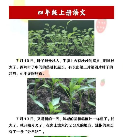 种植技巧：如何有效地催芽辣椒种子？