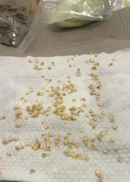种植技巧：如何有效地催芽辣椒种子？