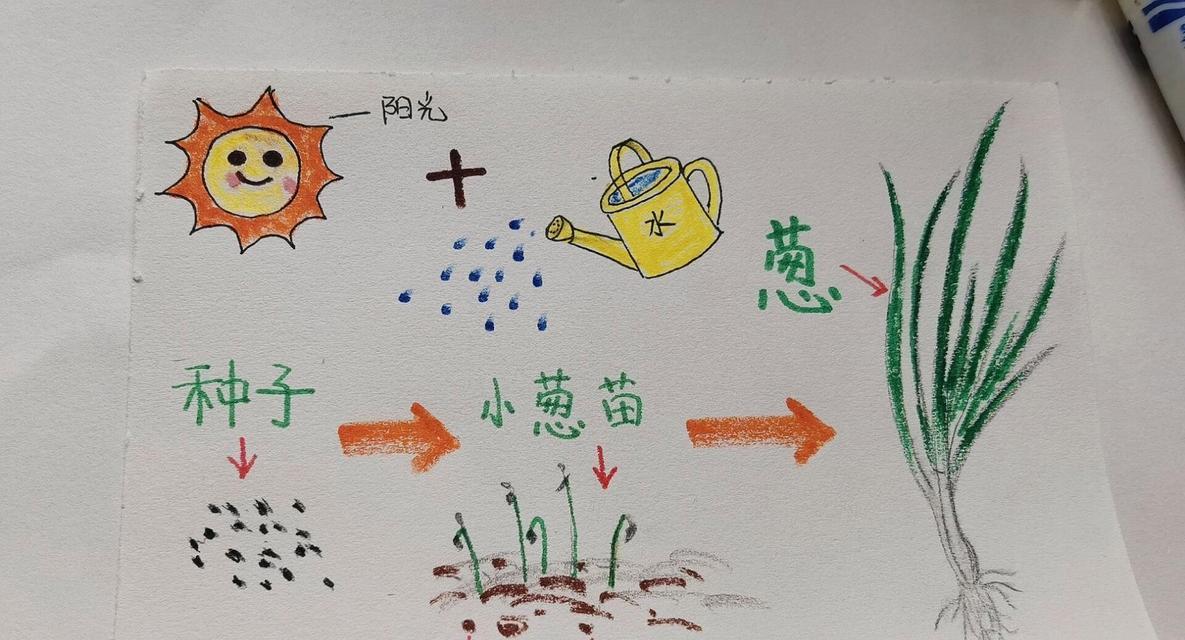 小葱种子怎么催芽播种