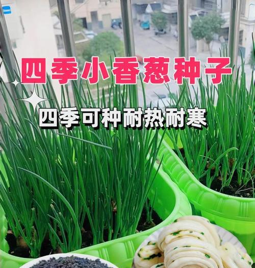 小葱种子怎么催芽播种