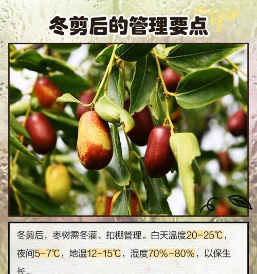 【金丝大枣修剪枝条的科学方法】