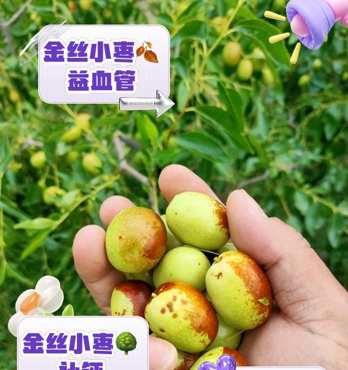 【金丝大枣修剪枝条的科学方法】