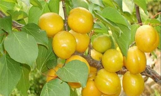 水果杏怎么种植方法：从选种到丰收的全步骤指导