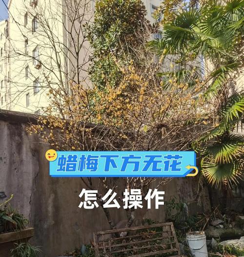 造型腊梅修剪枝条的全攻略
