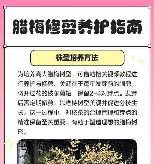 造型腊梅修剪枝条的全攻略