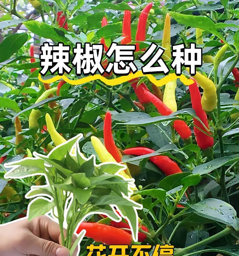 小玉辣椒怎么种植方法