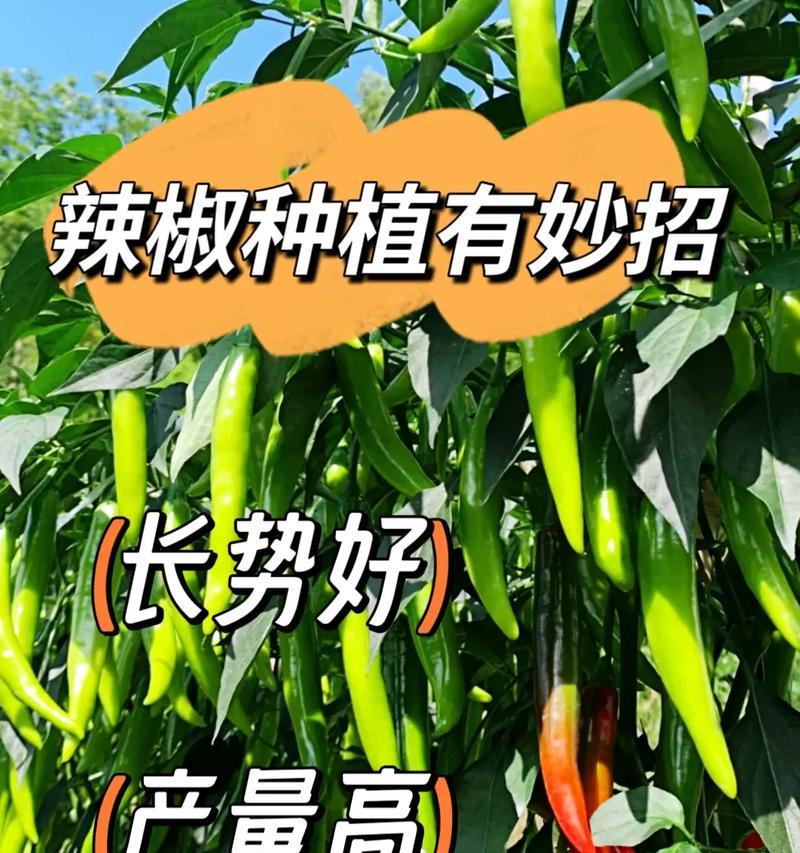 小玉辣椒怎么种植方法