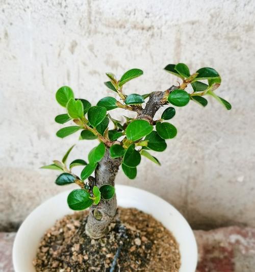 荀子应该怎么修剪枝叶