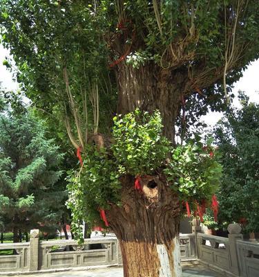 杨树修剪枝头怎么修