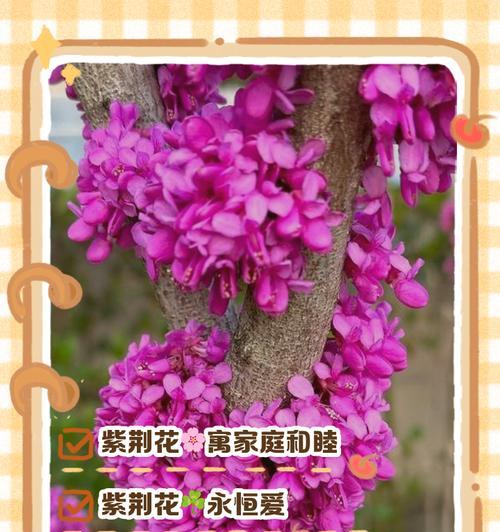 鹤望兰的栽培秘诀：最佳土壤选择与管理