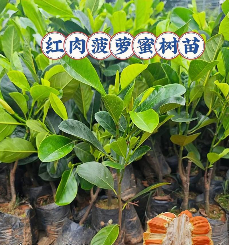 菠萝绿蜜怎么种植方法