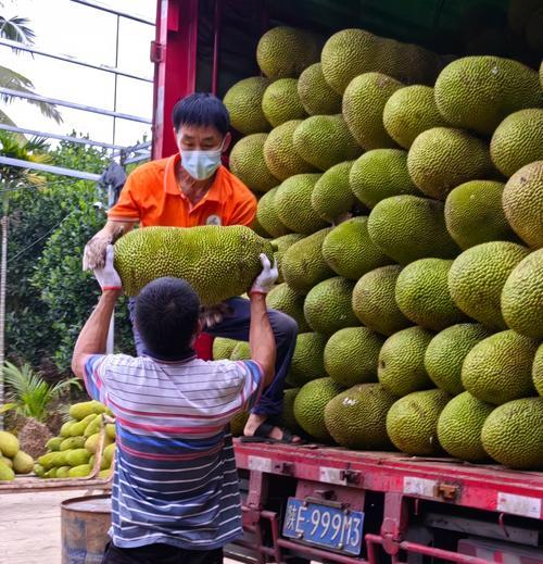菠萝绿蜜怎么种植方法