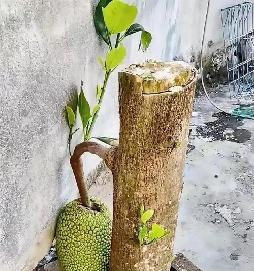 菠萝绿蜜怎么种植方法