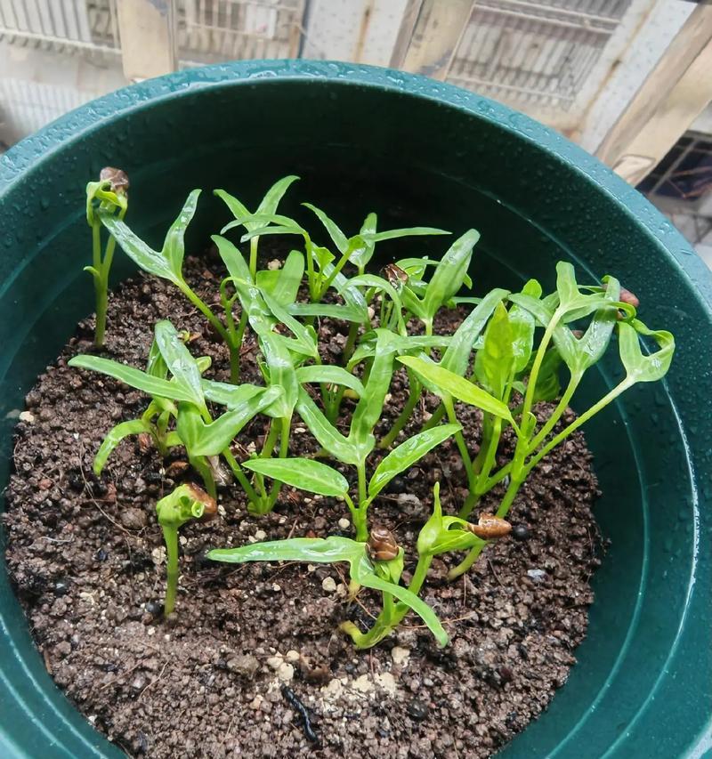 自家种子怎么种植方法