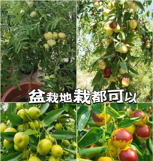种山枣树怎么种植方法