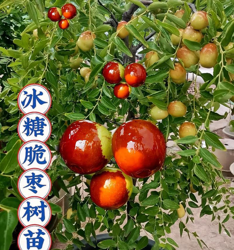 种山枣树怎么种植方法