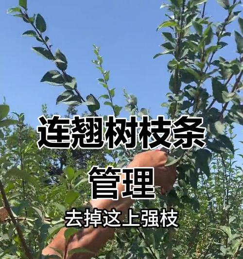 树木腐烂怎么修剪枝条——健康树木管理的关键步骤