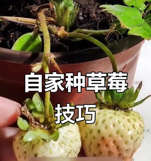 草莓阳台怎么种植方法