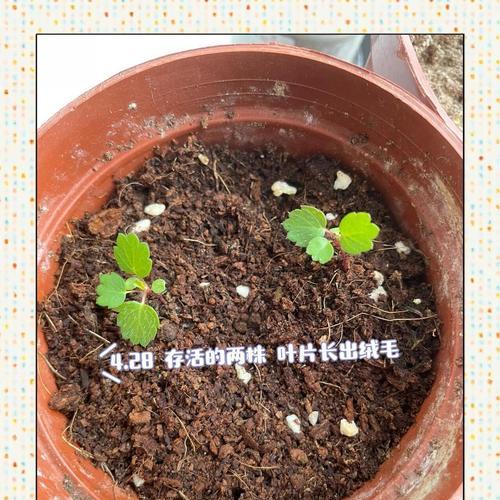 草莓阳台怎么种植方法