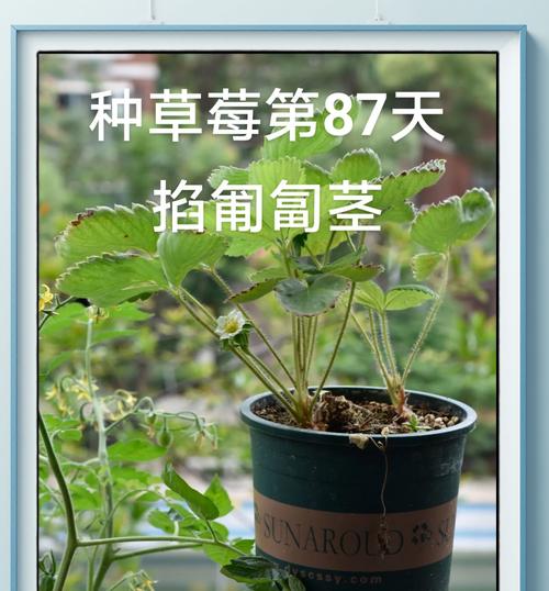 草莓阳台怎么种植方法
