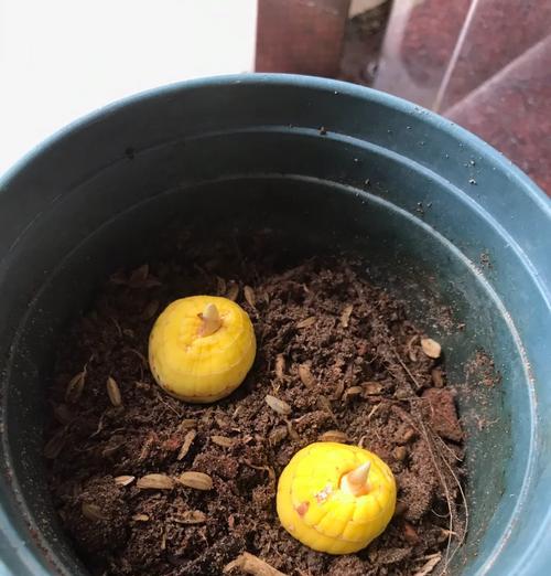 剑兰用催芽种吗？怎么种