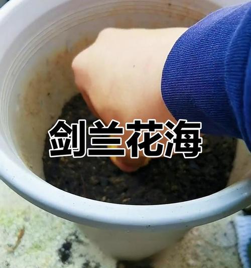 剑兰用催芽种吗？怎么种