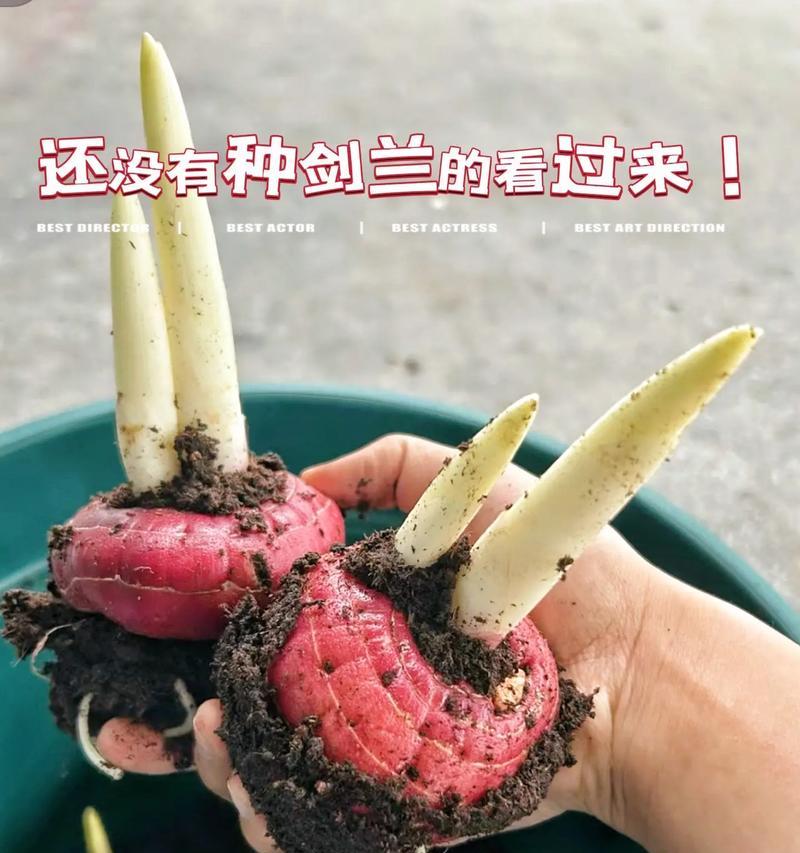 剑兰用催芽种吗？怎么种