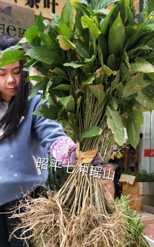 观音苗怎么修剪枝条