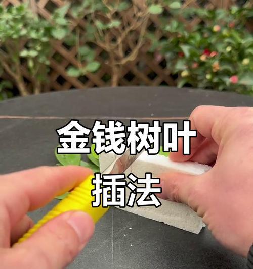 移栽的树木怎么催芽呢