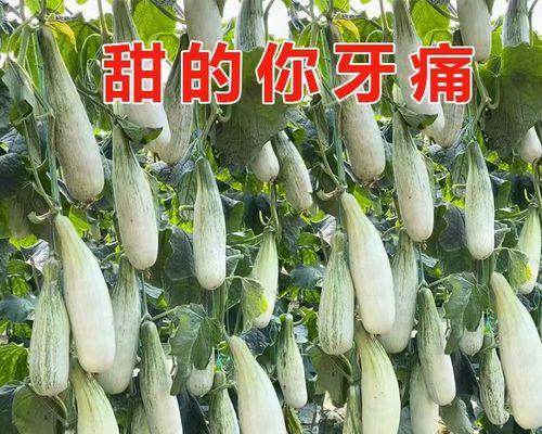 羊角蜜种子催芽全攻略，让你轻松培育出健康苗