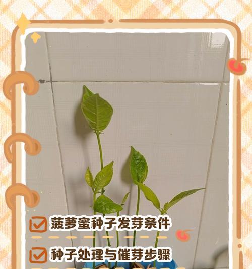 羊角蜜种子催芽全攻略，让你轻松培育出健康苗
