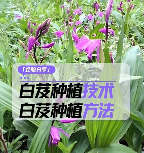 白参菇怎么种植方法