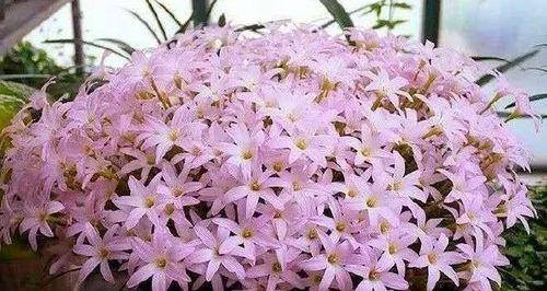 风雨花怎么种植方法