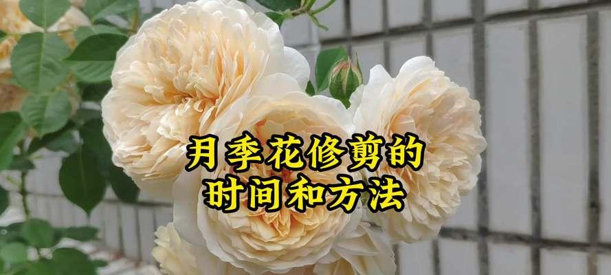 没修剪的月季怎么修剪枝条