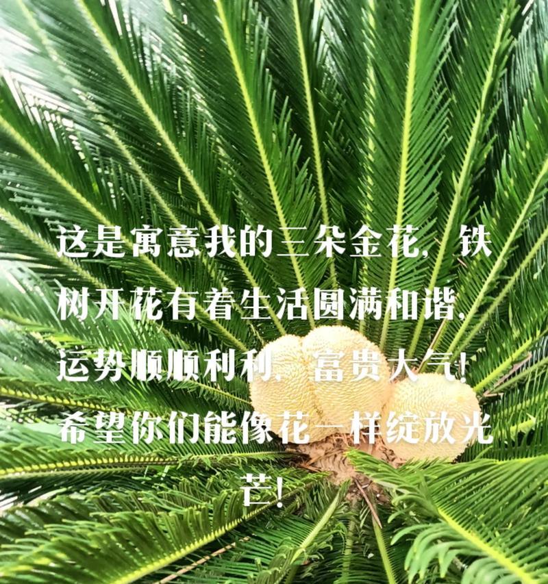 怎么剪盆栽的百合？盆栽百合修剪的正确步骤。