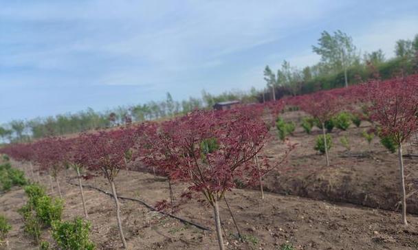 【标题】日本红枫种植方法深度解析