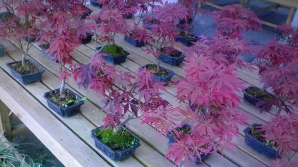 【标题】日本红枫种植方法深度解析