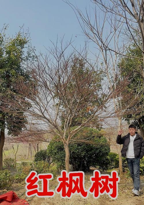 【标题】日本红枫种植方法深度解析