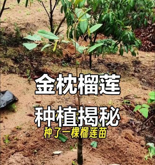 榴莲种植全攻略：从种子到丰收的步骤与技巧
