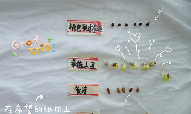甜瓜子种子怎么催芽的