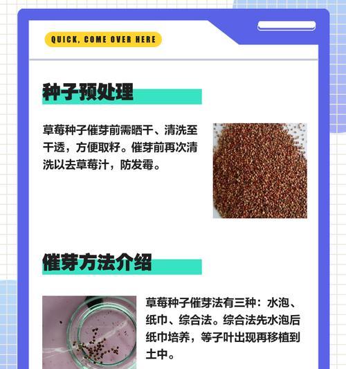 甜瓜子种子怎么催芽的