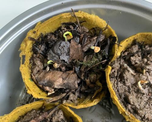 甜干种子怎么催芽的：全面指南